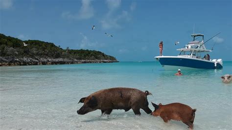 eleuthera pigs|Eleuthera Tours & Boat Rentals 